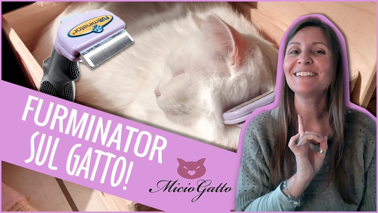 miglior spazzola per gatti a pelo corto