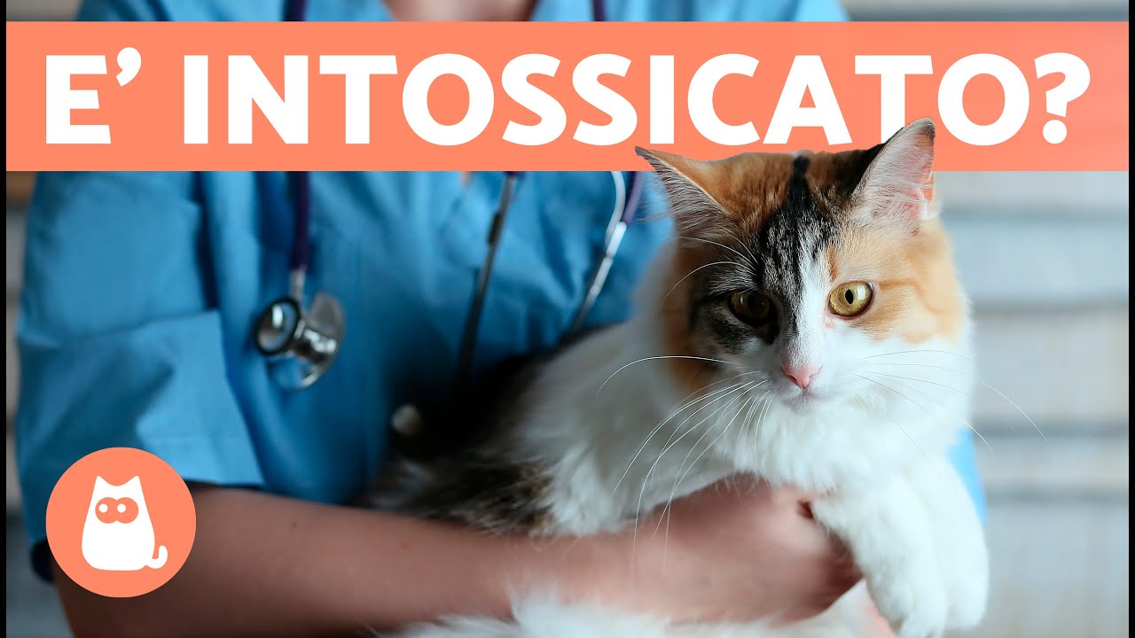 mirataz gatto dopo quanto fa effetto