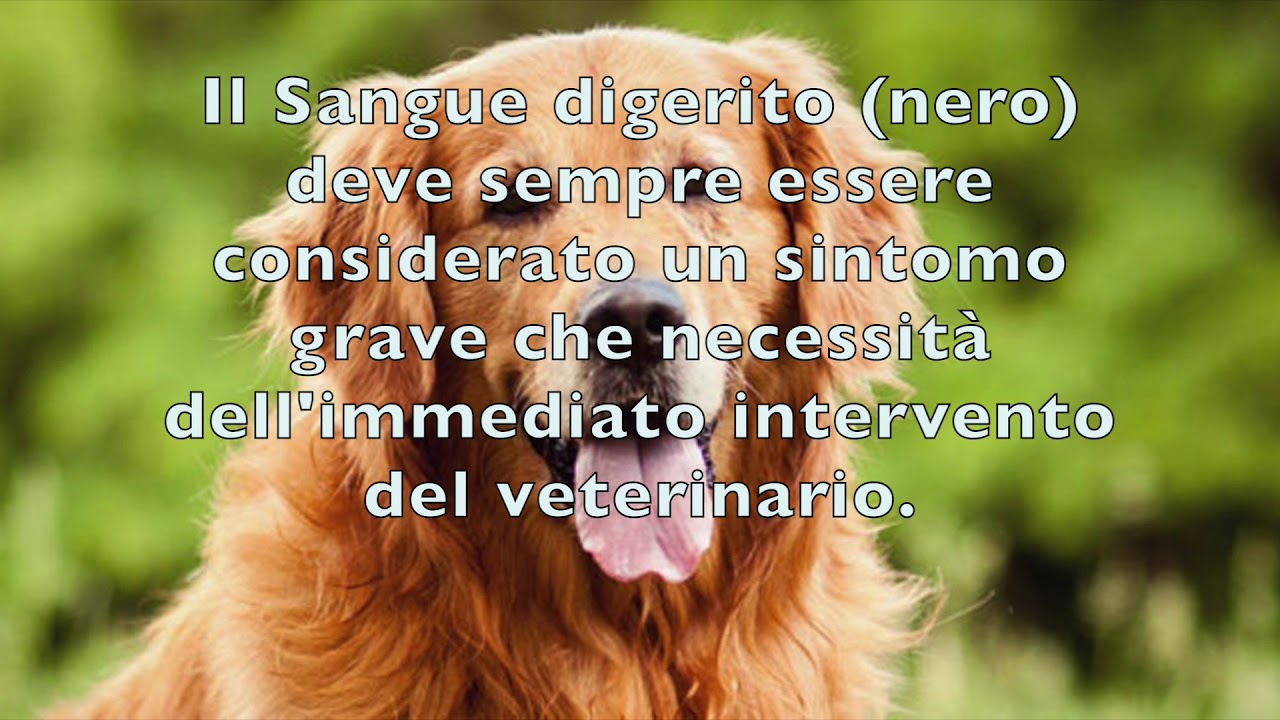 muco con sangue dal sedere cane