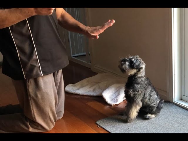 natural trainer puppy mini tabella dosi