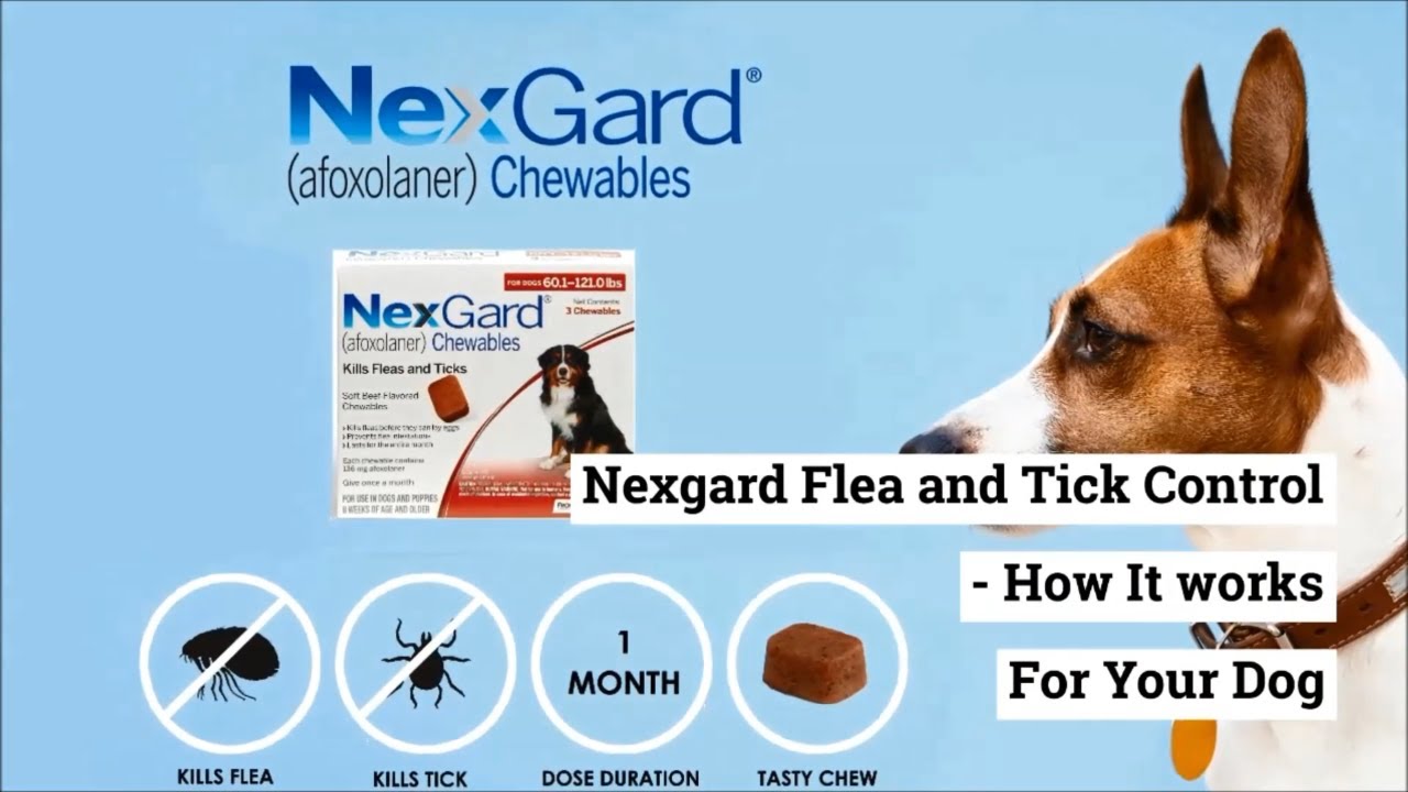 nexgard spectra 15-30 kg senza ricetta