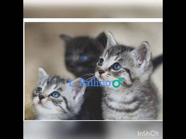 nomi di gatti famosi nella storia