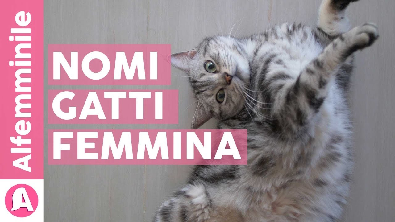 nomi per gatti femmine con significato