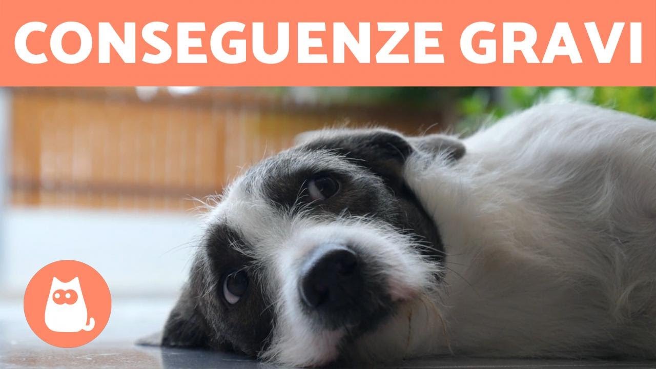 non posso portare il cane fuori