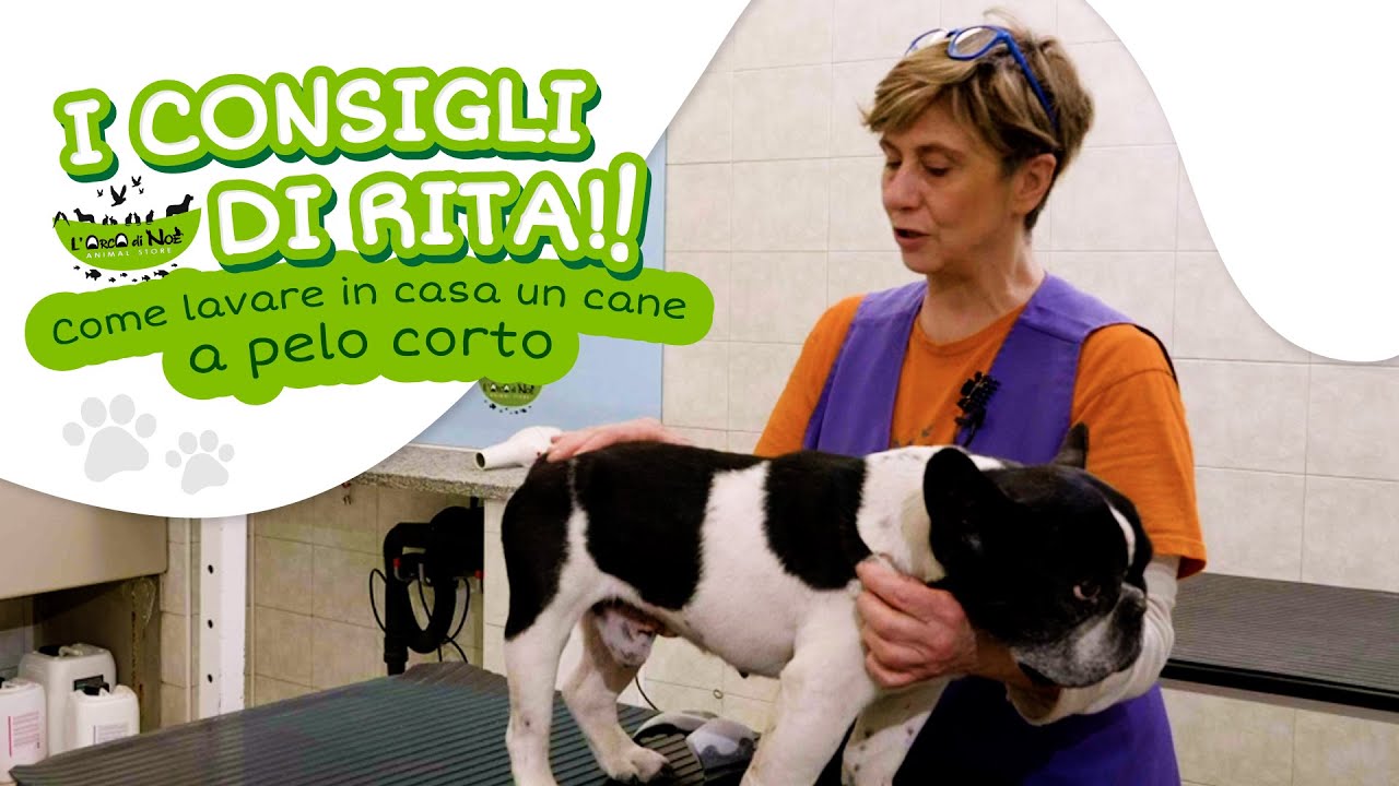 ogni quanto lavare il cane a pelo corto