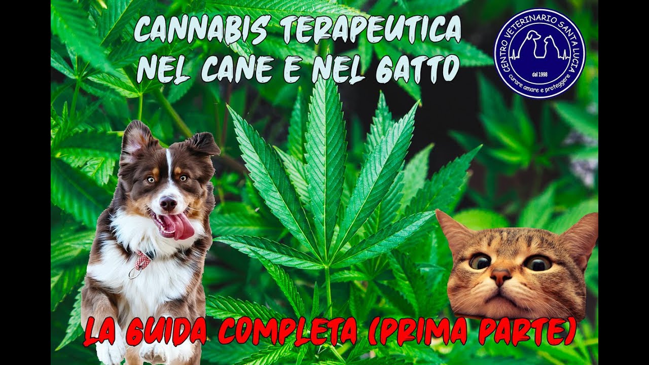 olio di canapa per gatti a cosa serve