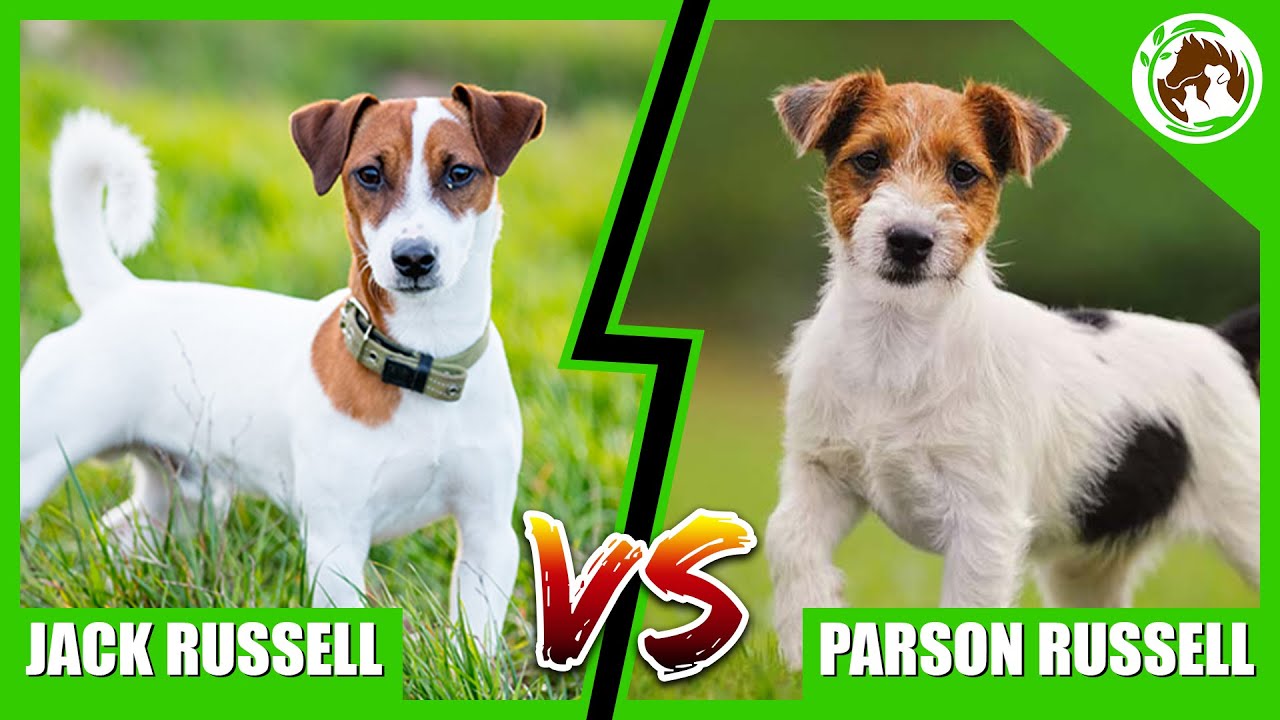 parson russell terrier a jack russell terrier
