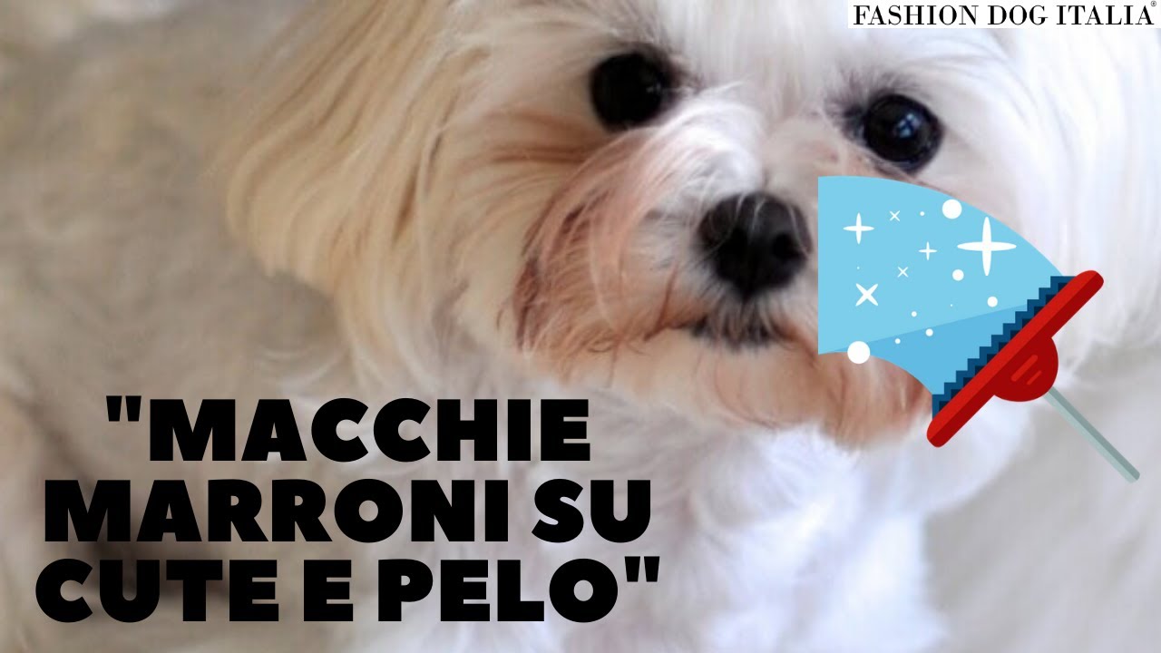 pelo bianco del cane diventa rosso