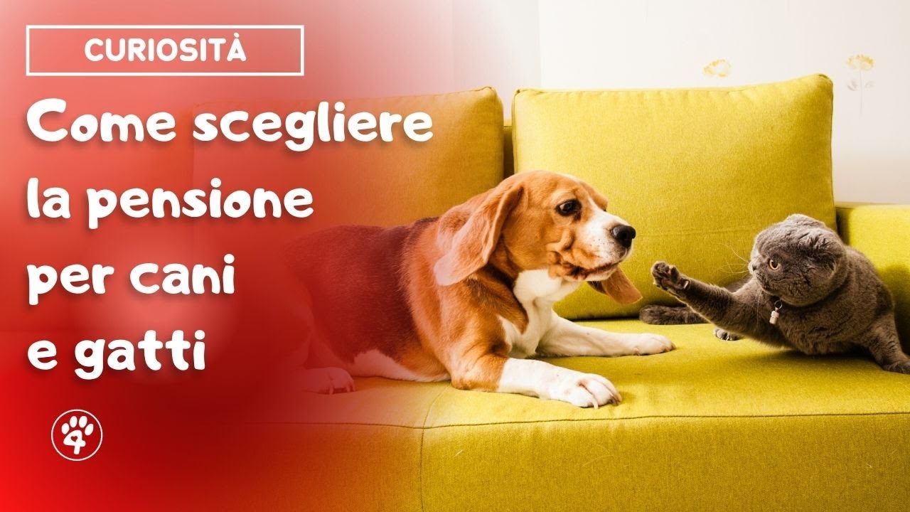 pensione per gatti vicino a me