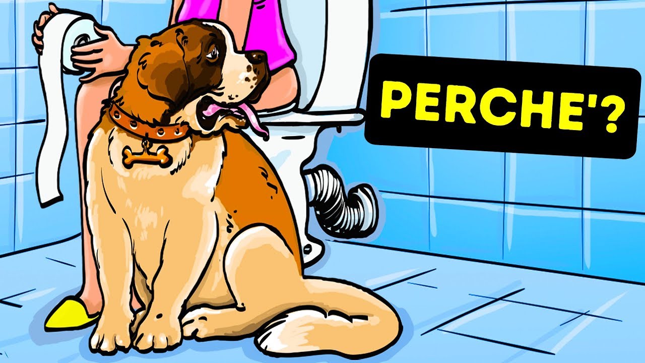 perché i cani ci seguono in bagno