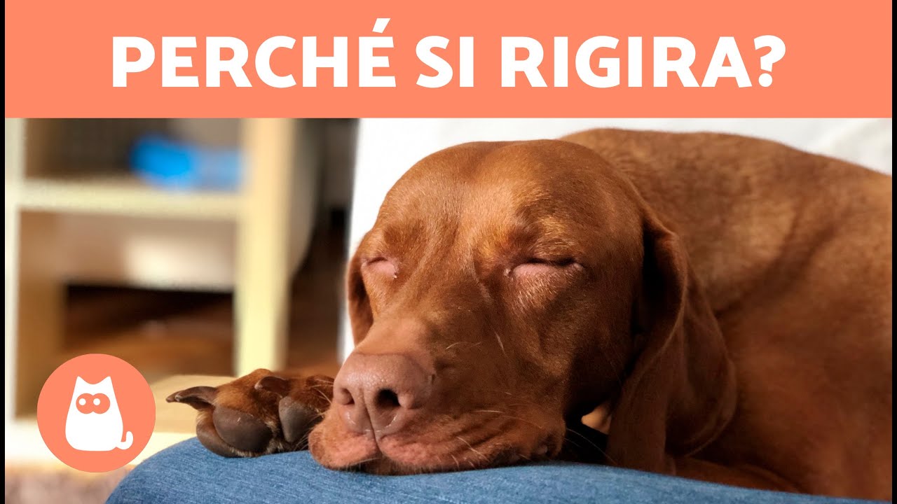 perchè i cani girano su se stessi