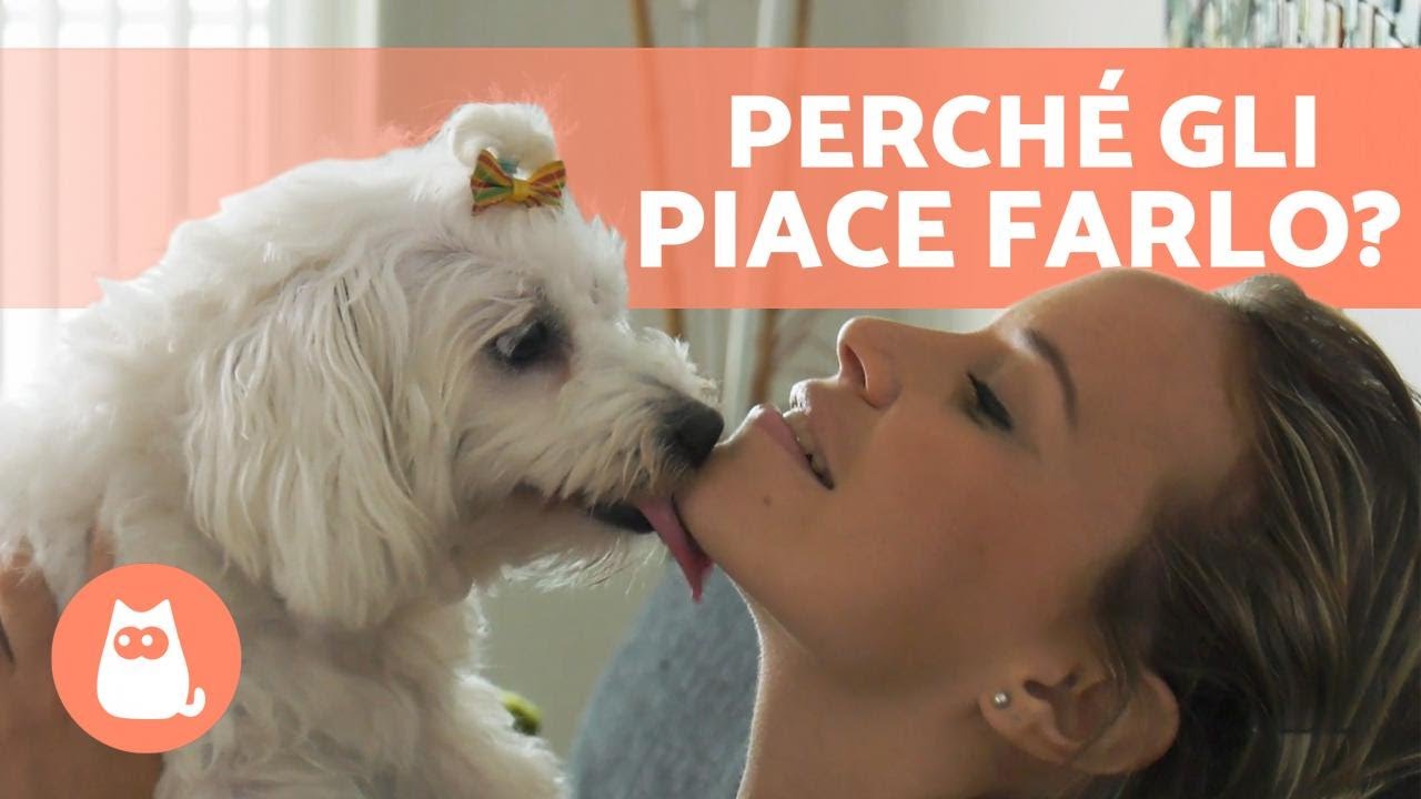perchè i cani leccano le orecchie