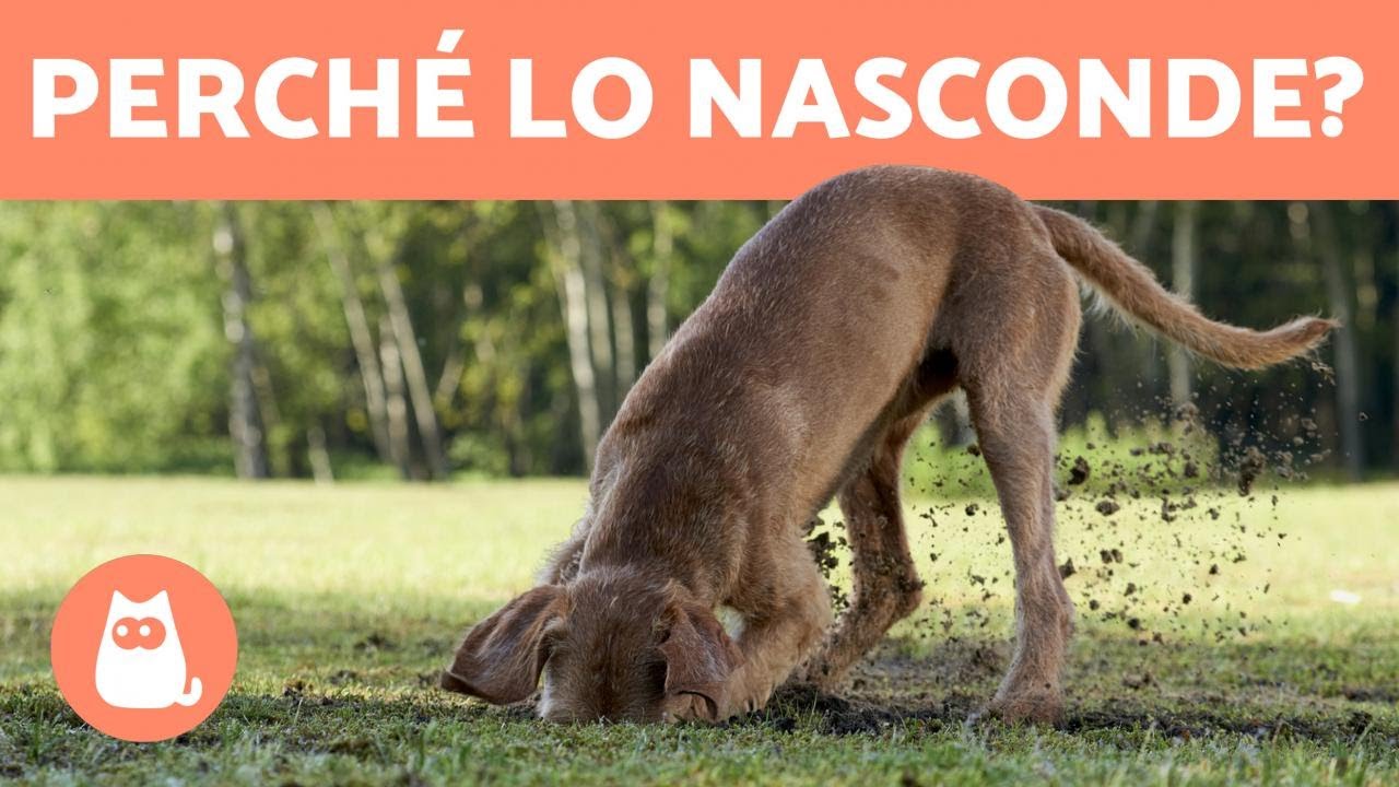perchè i cani nascondono il cibo