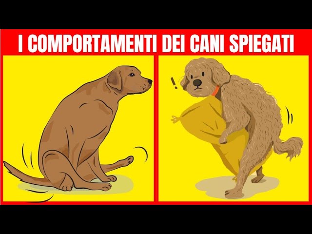 perché i cani si leccano le parti intime
