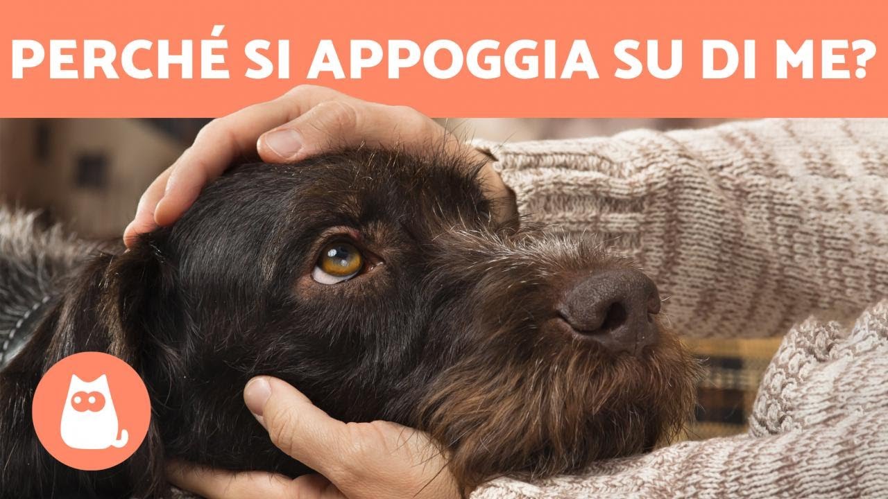 perché i cani starnutiscono quando sono felici