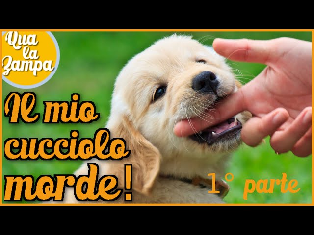 perche i cuccioli di cane mordono le mani