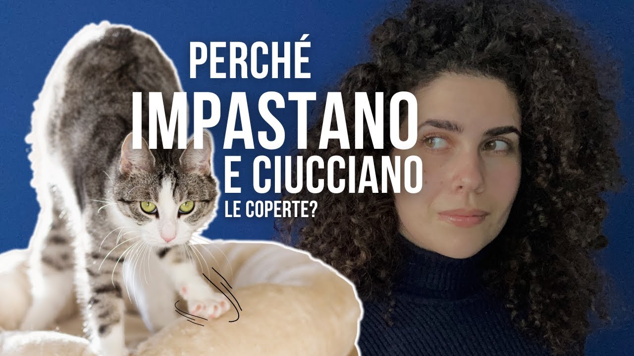 perché i gatti ciucciano le persone