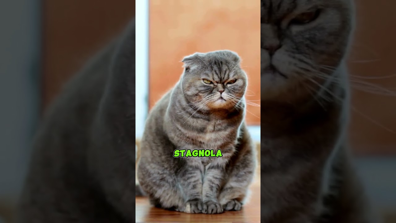 perche i gatti hanno paura della carta stagnola