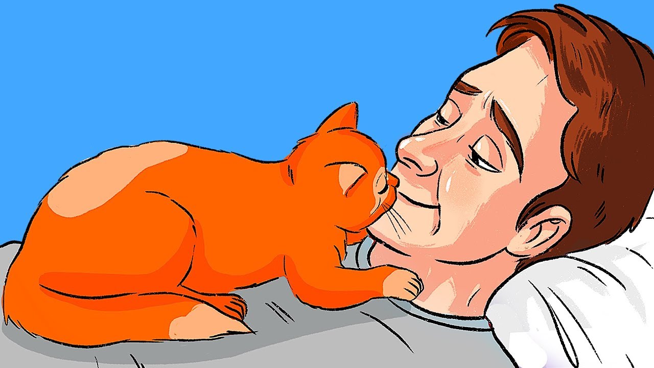 perche i gatti leccano il viso