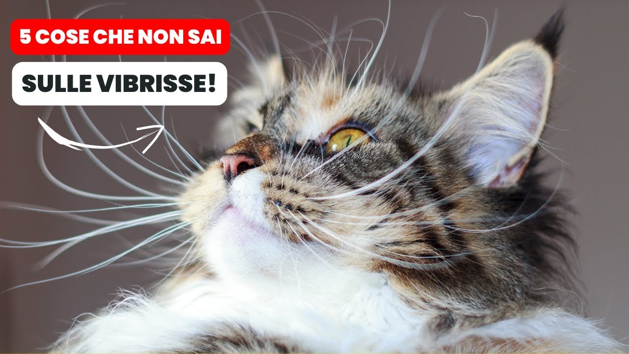 perchè i gatti perdono i baffi
