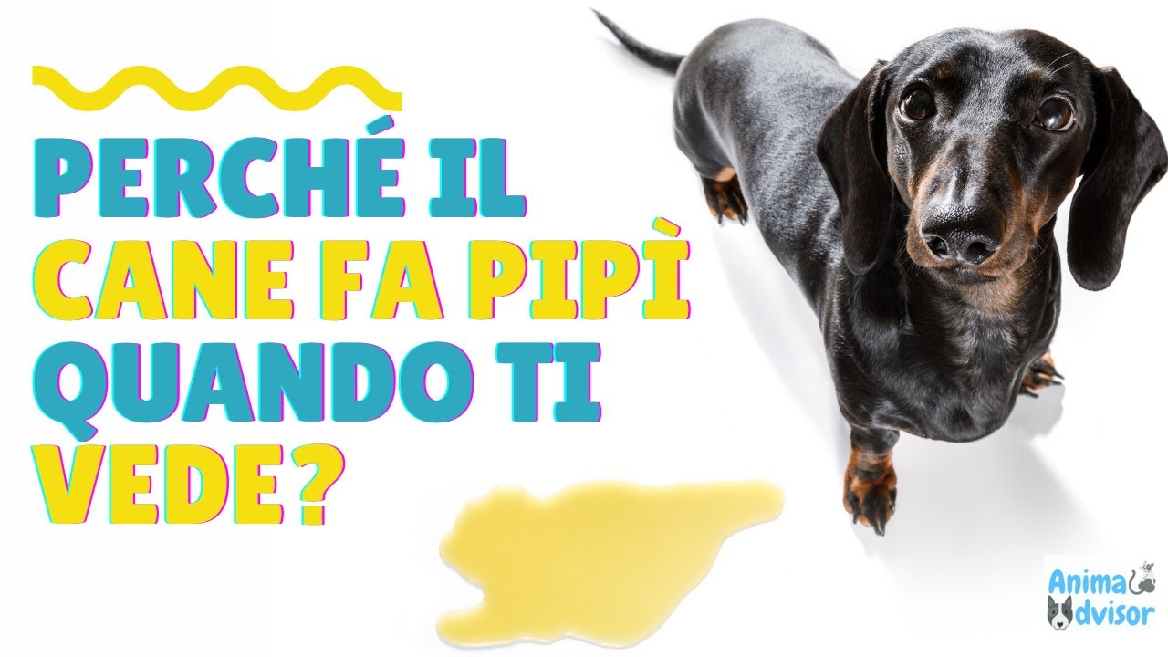 perchè il cane fa la pipì quando mi vede