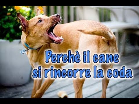 perchè il cane gira su se stesso