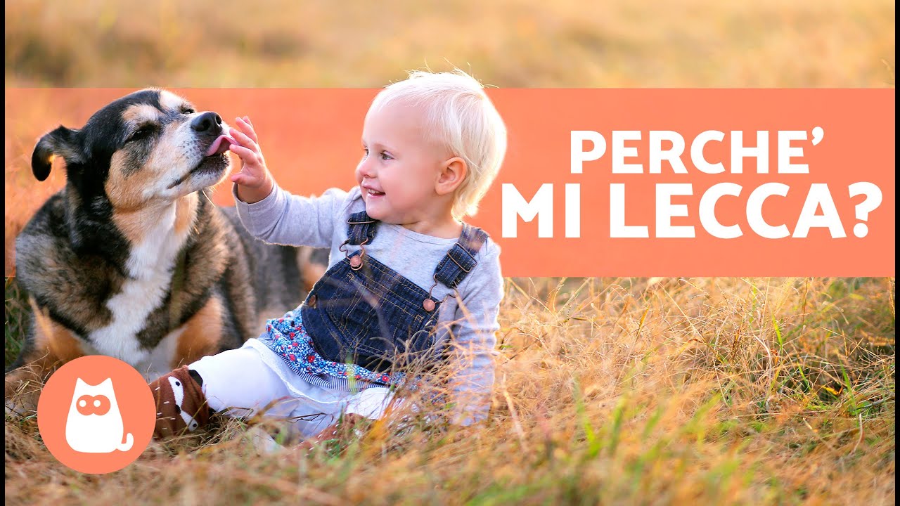 perche il cane mi lecca la mano