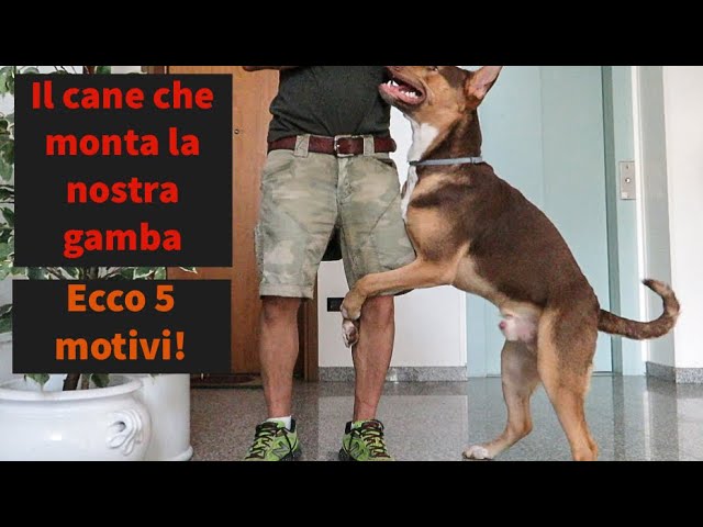 perchè il cane monta il padrone