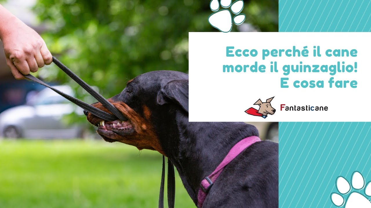 perchè il cane morde il guinzaglio