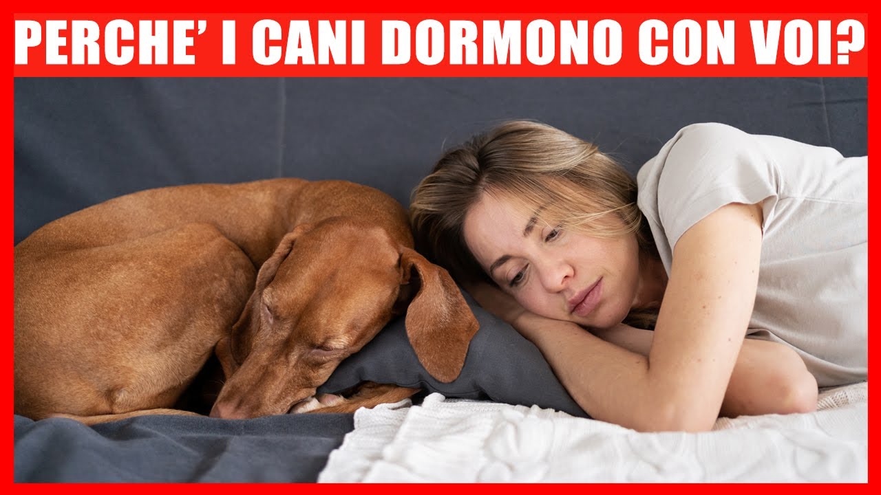 perché il cane russa quando dorme