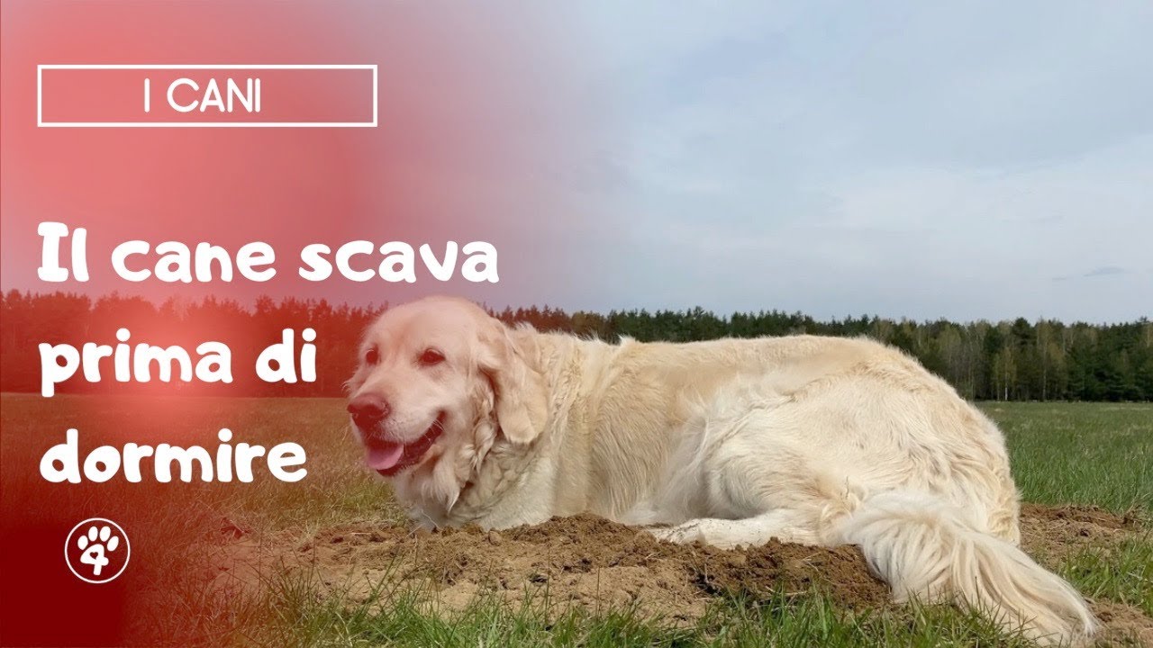 perchè il cane scava nella cuccia