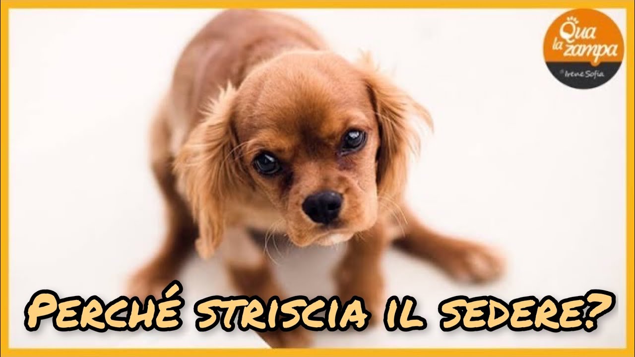 perché il cane si lecca il sedere