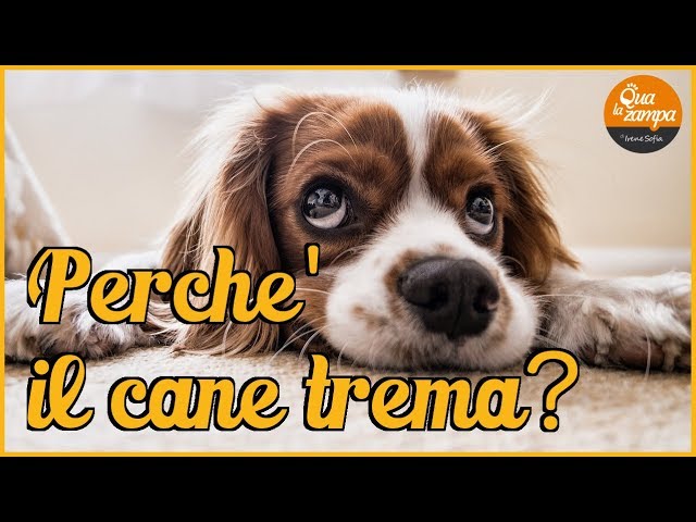 perche il cane trema mentre dorme