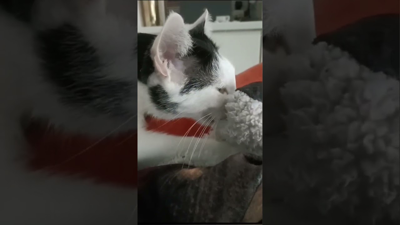 perchè il gatto ciuccia la coperta