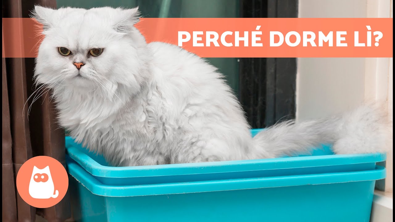 perchè il gatto dorme nella lettiera