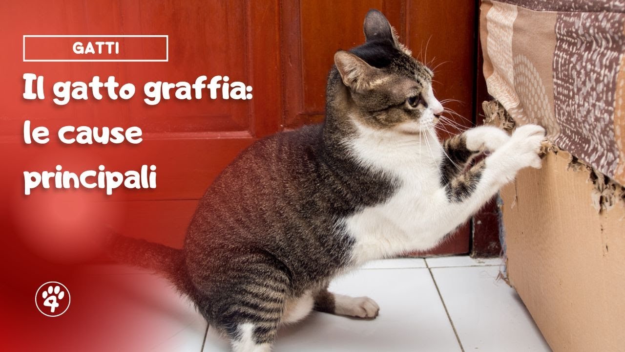 perché il gatto graffia il padrone