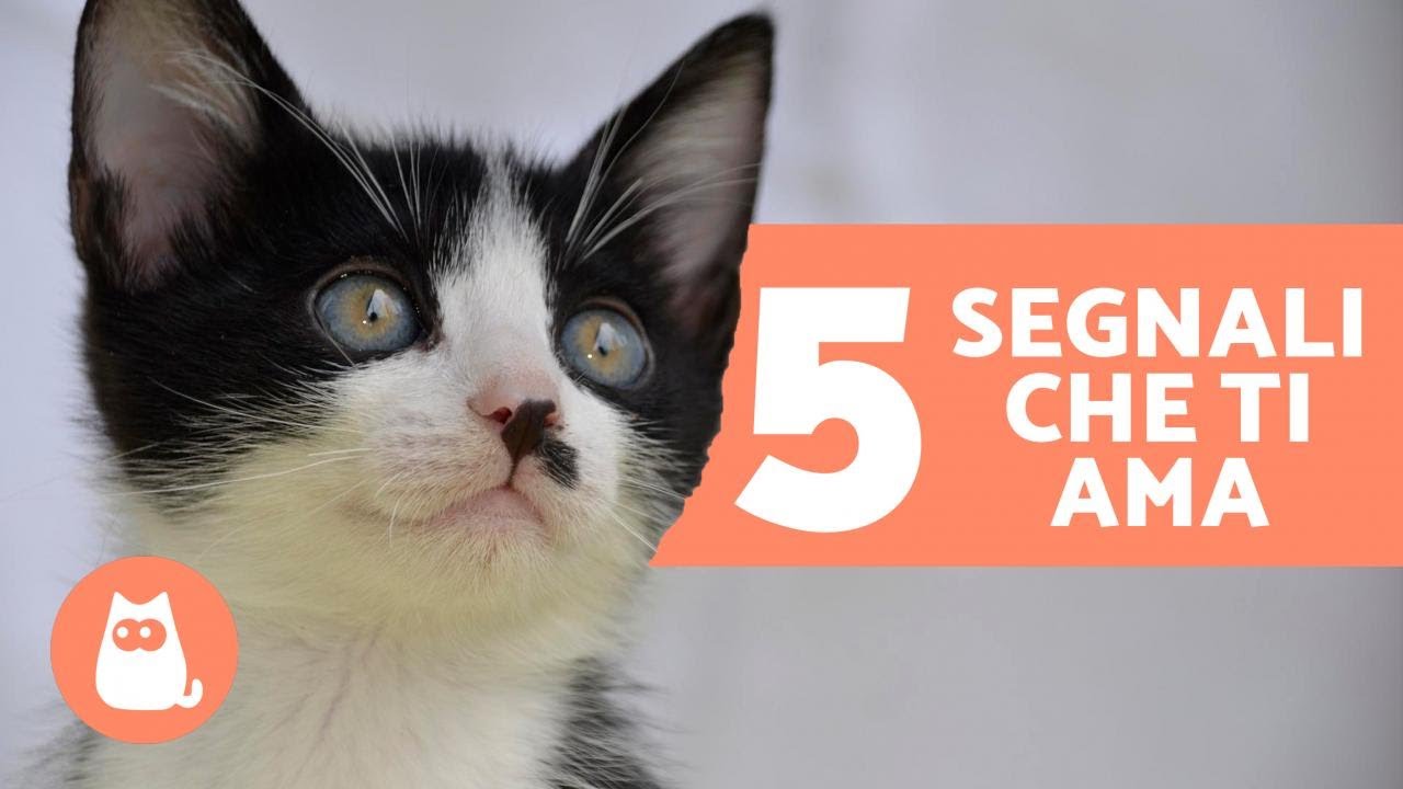 perche il gatto lecca la mano