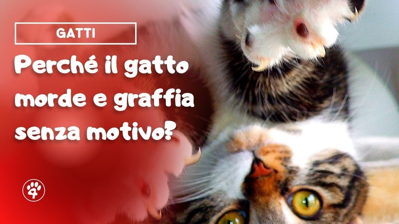 perché il gatto morde senza motivo