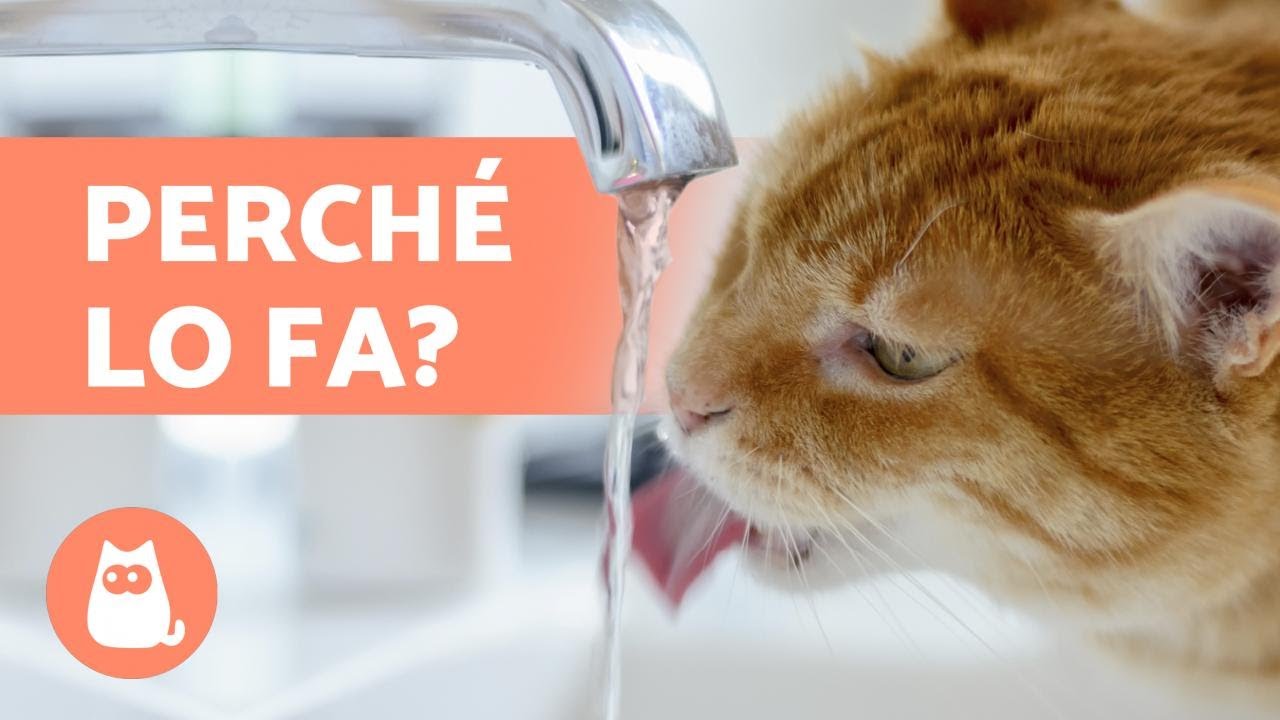 perché il gatto non beve acqua