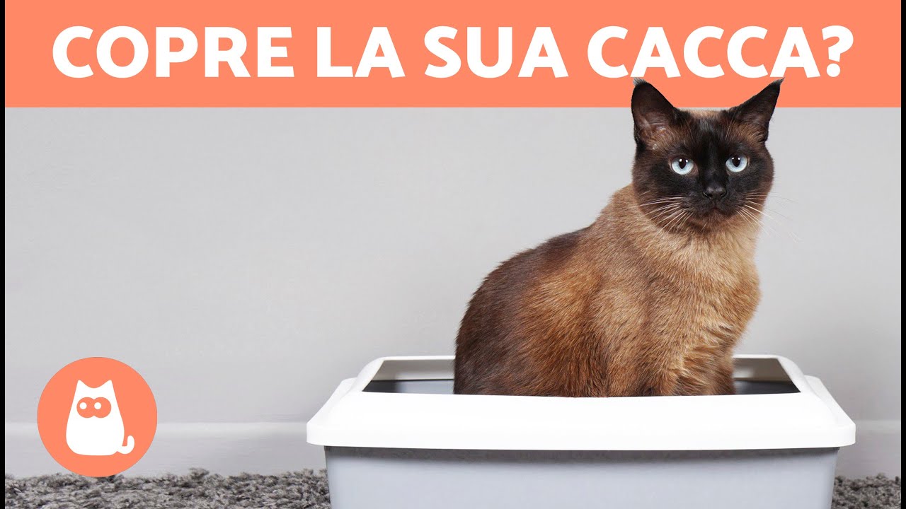 perchè il gatto non copre la cacca