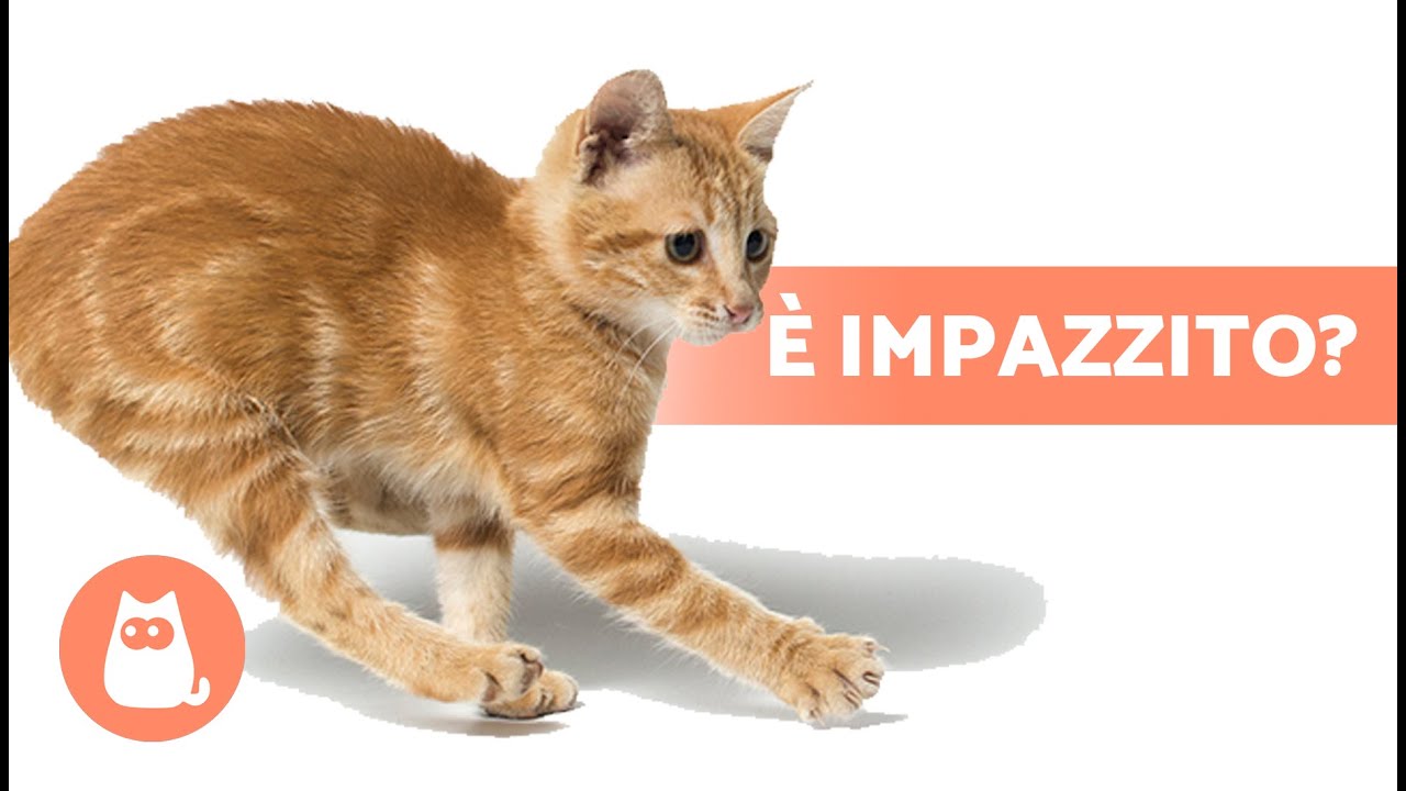 perchè il gatto scava sul pavimento