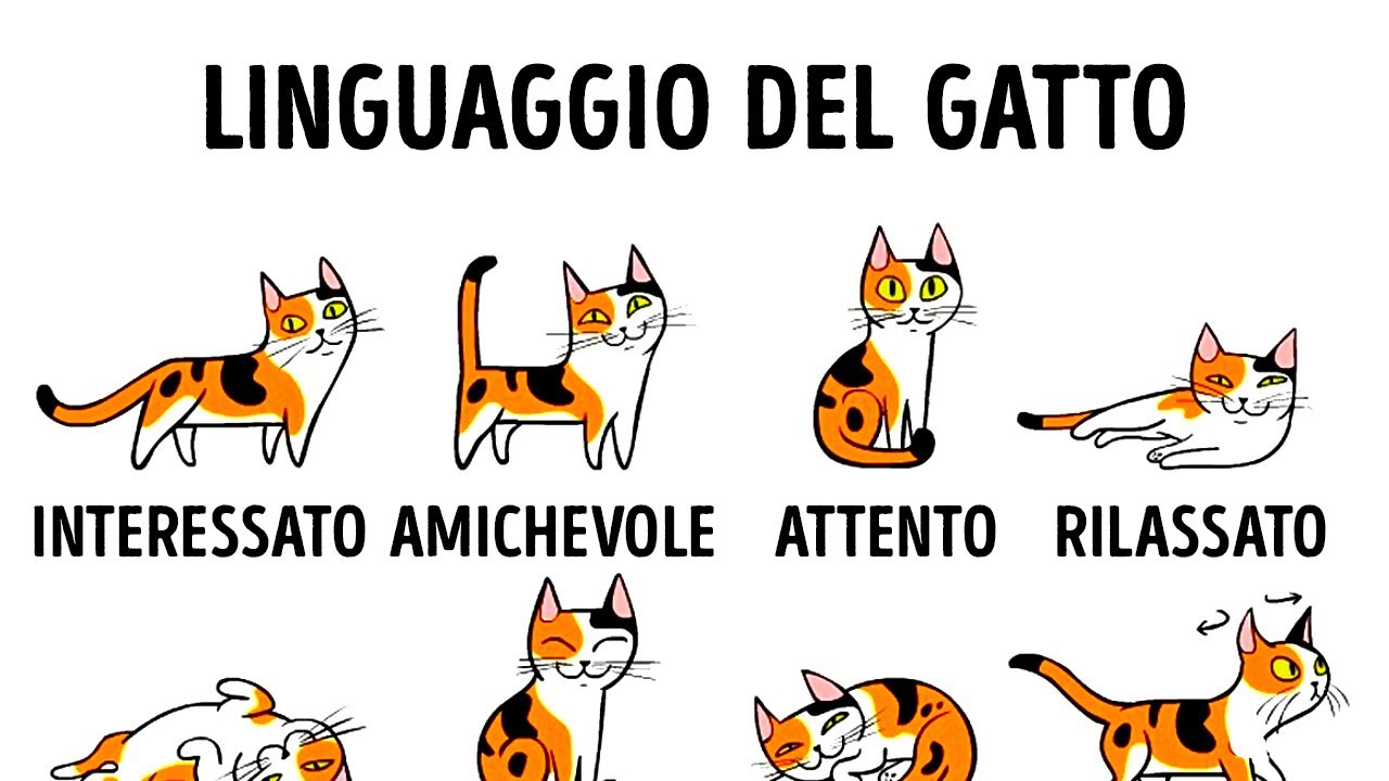 perchè il mio gatto non è affettuoso