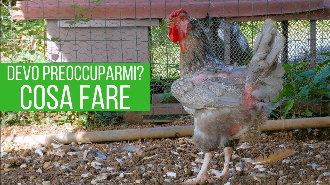 perchè le galline perdono le piume
