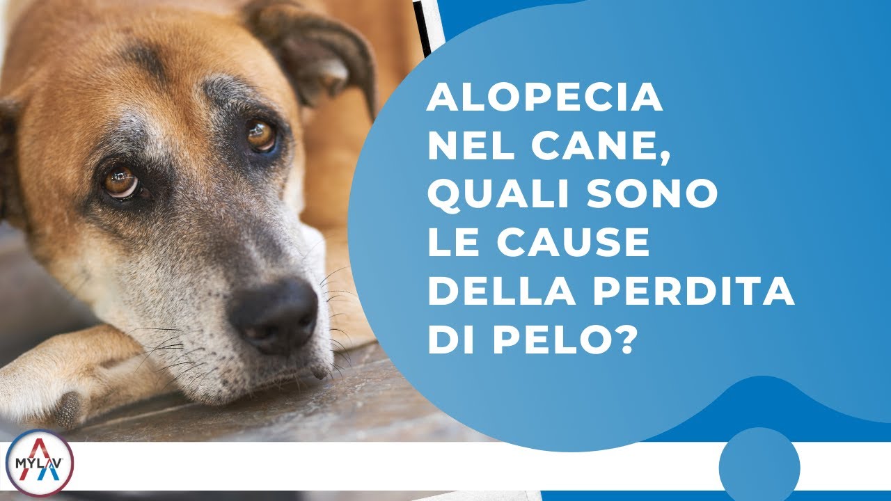 perdita del pelo del cane a chiazze