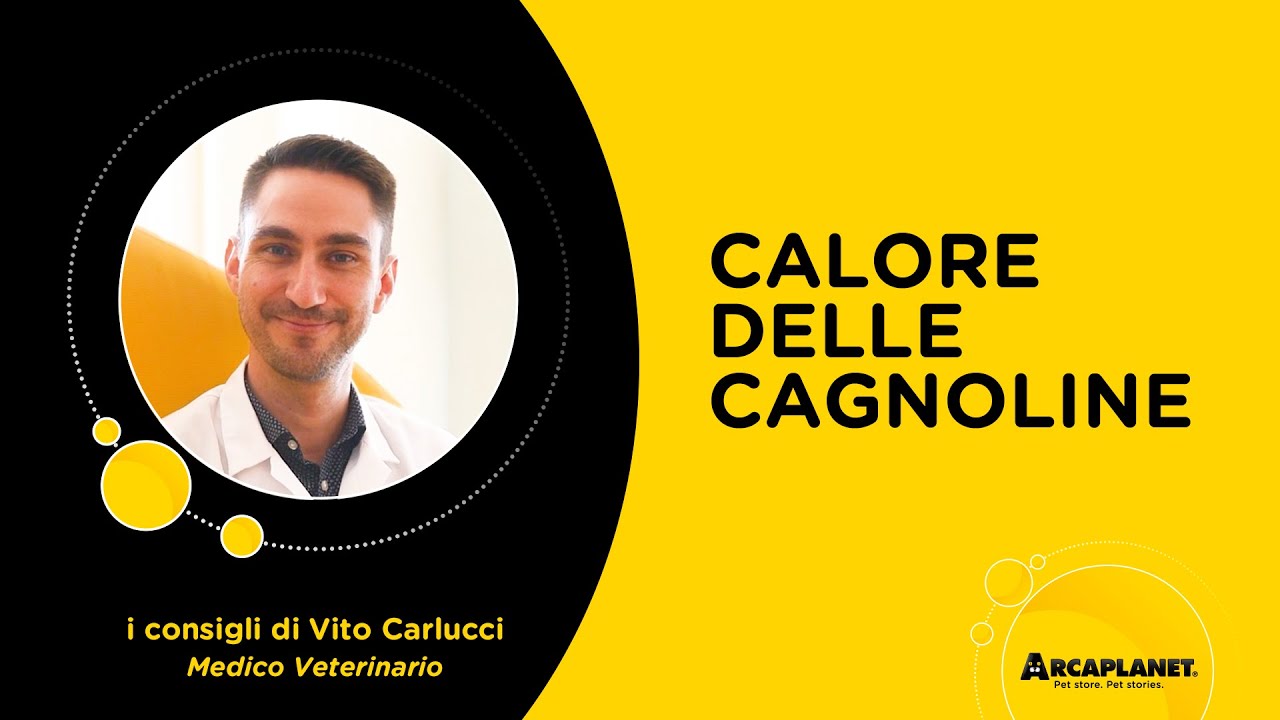 perdite sangue cane femmina non in calore