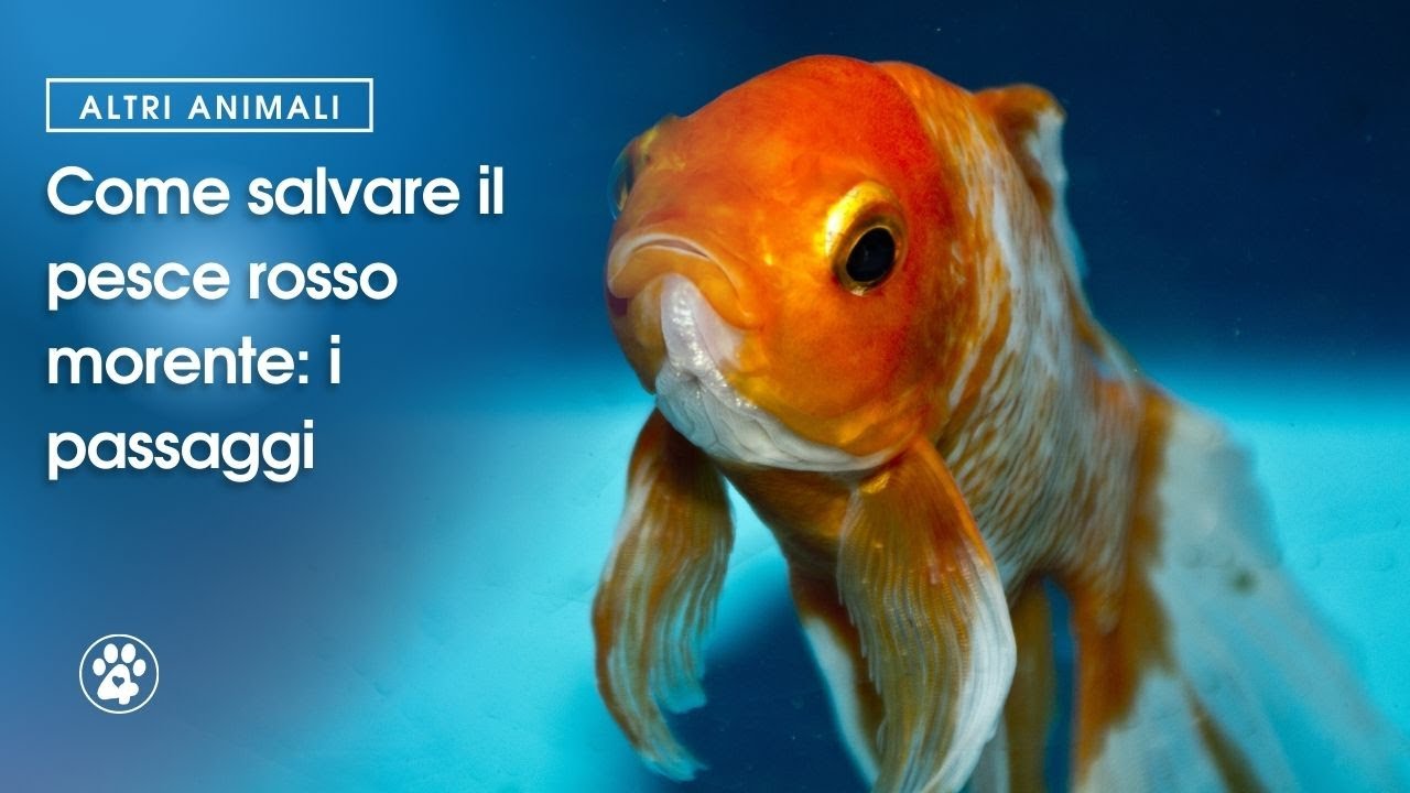 pesce con macchia nera sul fianco