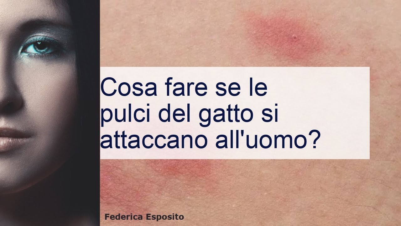 pidocchi del gatto si attaccano all'uomo