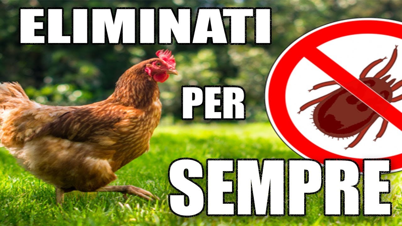 pidocchi delle galline si attaccano all'uomo