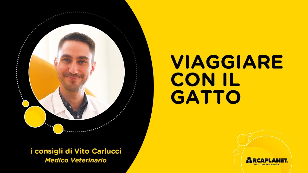 portare il gatto in un'altra casa