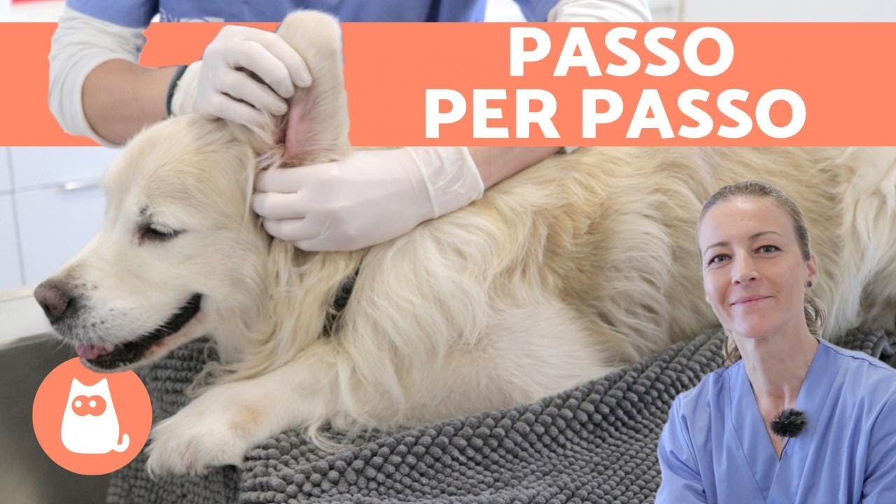 pulire orecchie cane con soluzione fisiologica